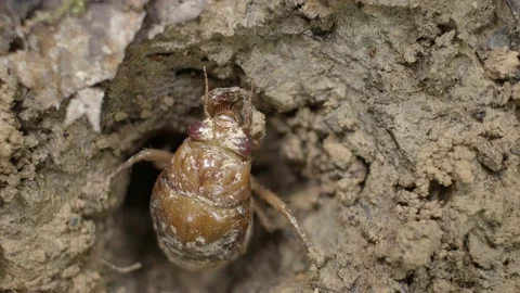 Cicada nymph emerging from burrow. Stock Footage 155953493