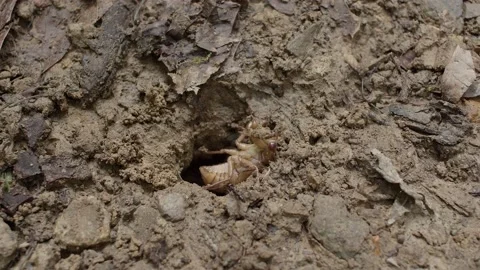 Cicada nymph emerging from burrow. Stock Footage 155953574