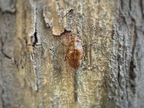 Cicada Nymph Exoskeleton on Rough Tree Bark Stock Photos