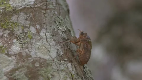 A Cicada Nymph Preparing For Emergence. Stock Footage 201123798