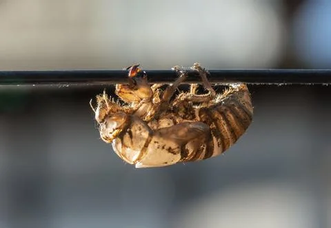 Cicada nymph pupa shell. Empty shell of cicada nymph Stock Photos