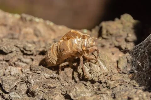 Cicada nymph pupa shell. Empty shell of cicada nymph Stock Photos