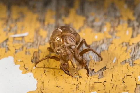 Cicada Nymph Shell Stock Photos
