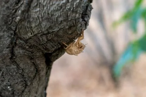 Cicada nymph shell on a tree trunk Stock Photos