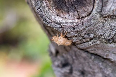 Cicada nymph shell on a tree trunk Stock Photos