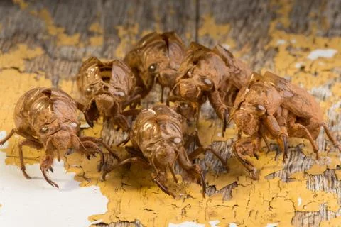 Cicada Nymph Shells Stock-Fotos