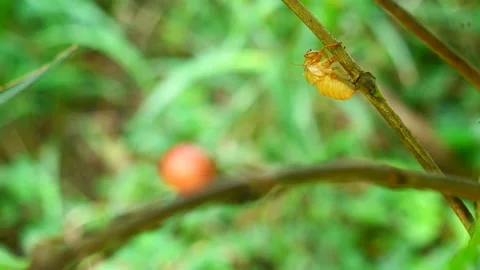 Cicada peel of molting on coffee tree plant Stock Footage 176685670