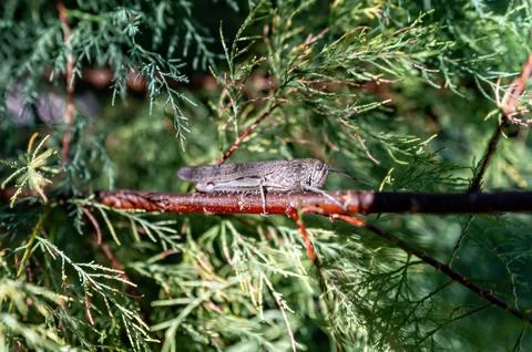 Cicada is perched on a branch while surrounded by lush green leaves in daylig Stock Photos