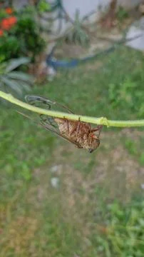 Cicada perched on a green stem Stock Photos