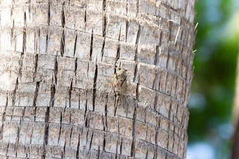 Cicada perched on palm tree trunk Stock Photos