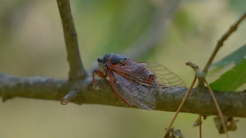 Cicada perching on a thin tree branch in a forest, Romania. Macro shot. Stock Footage 345048817