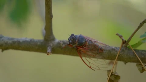 Cicada perching on a thin tree branch in a forest, Romania. Macro shot. Stock Footage 345048892