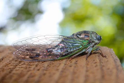 Cicada Stock Photos