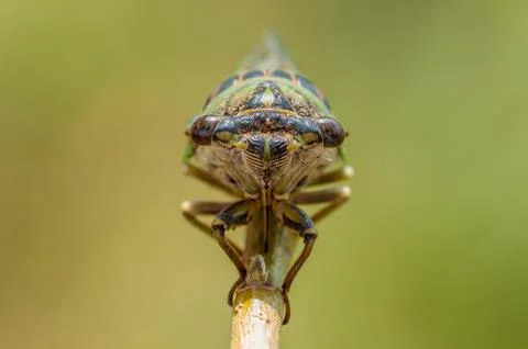 Cicada Stock Photos