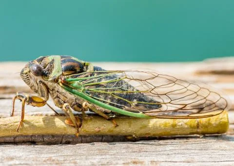 Cicada Stock Photos