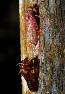 Cicada Stock Photos