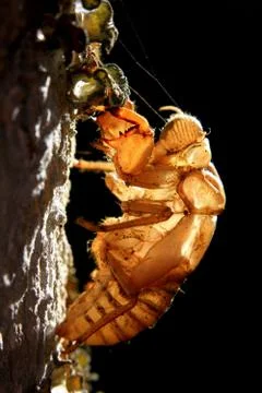 Cicada Stock Photos