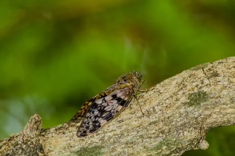 Cicada Fotos de archivo