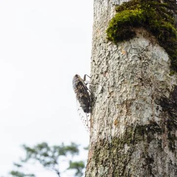 Cicada Stock Photos