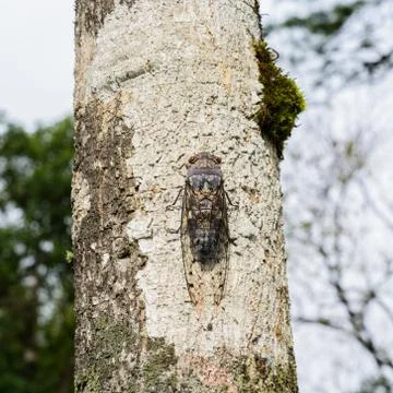 Cicada Stock Photos
