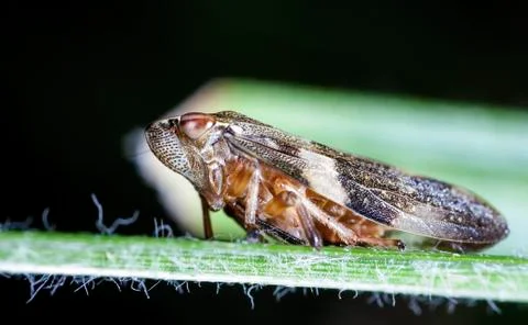 Cicada Stock Photos