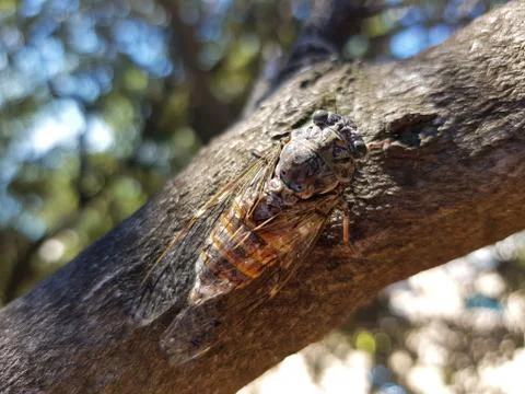 Cicada Foto stock