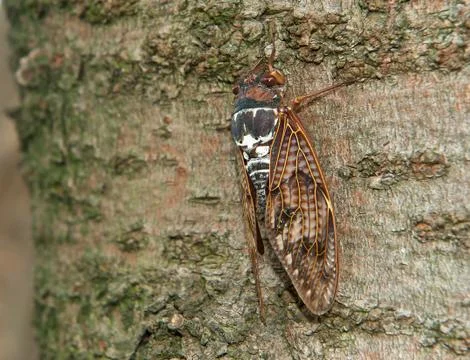 Cicada Foto stock