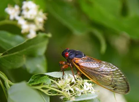Cicada Stock Photos