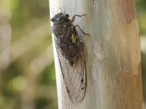 Cicada Stock Photos
