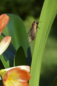 Cicada Stock Photos