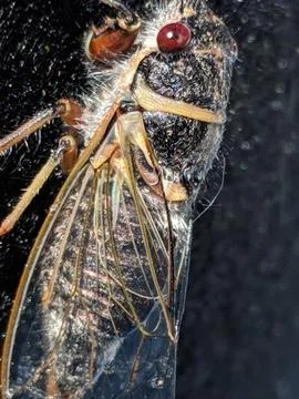 Cicada Stock Photos