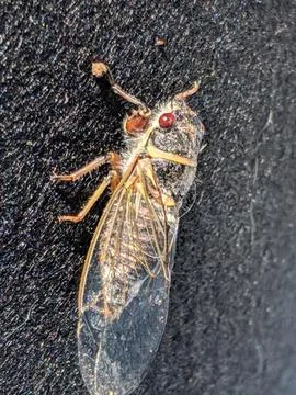 Cicada Stock Photos