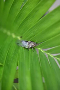 Cicada Stock-Fotos