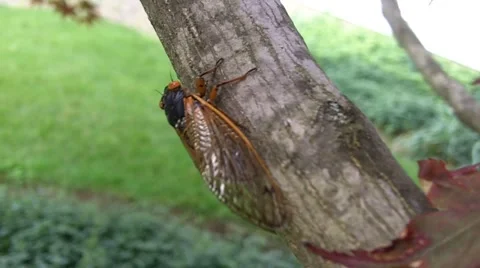 Cicada on Red Maple tree Stock Footage 63784687