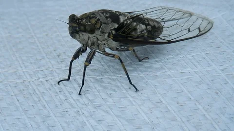 Cicada relaxtion on white background. Stock Footage 95660016