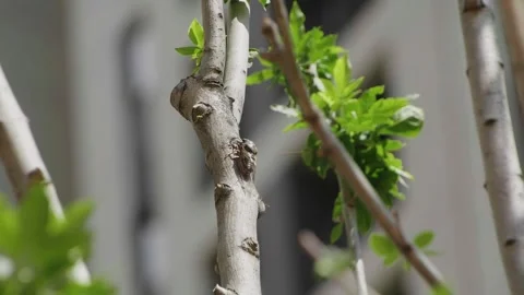 Cicada Resting on Textured Tree Branch Among Fresh Green Leaves 動画素材 337412122