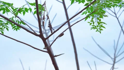 Cicada resting on a tree branch during a bright summer day in nature Stock Footage 342217898