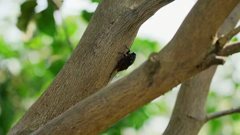 A Cicada Resting on a Tree Branch in a Lush Green Summer Forest Stock Footage 342023787