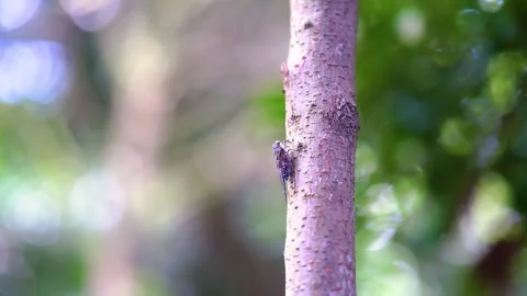Cicada Resting on a Tree Trunk in a Lush Green Summer Forest Stock Footage 341997320