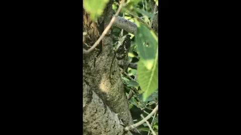 A Cicada Resting on a Tree Trunk in Summer Video stock 347640051