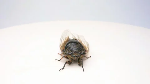 A cicada rotating and then fly away Video stock 310642144