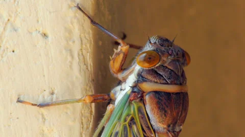 Cicada rubs right eye - graded - 1080 60p Stock Footage 32012132