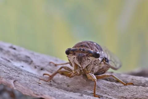 Cicada seen from the front. Stock-Fotos