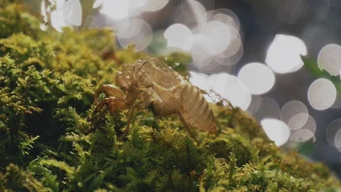Cicada shell and river are sparkly on backlit in the summer Video stock 108061507