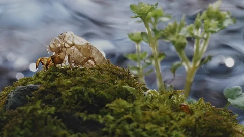Cicada shell and river are sparkly on backlit in the summer Stock Footage 108066817
