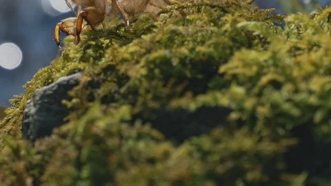 Cicada shell and river are sparkly on backlit in the summer Stock Footage 108066818