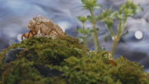 Cicada shell and river are sparkly on backlit in the summer Stock Footage 108066931