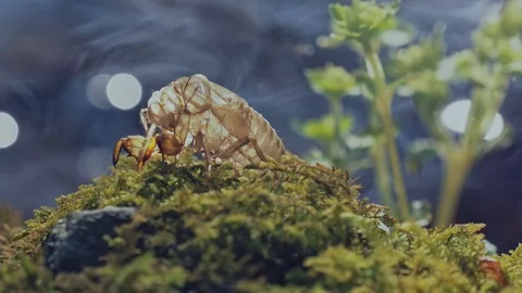 Cicada shell and river are sparkly on backlit in the summer Stock Footage 108066953