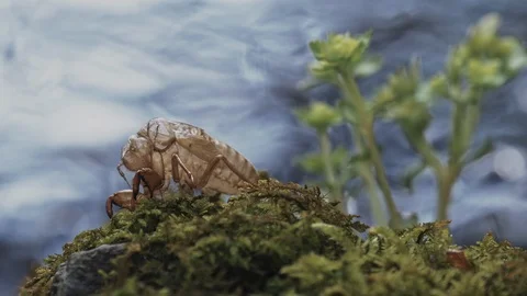 Cicada shell and river are sparkly on backlit in the summer Stock Footage 108068658