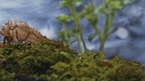 Cicada shell and river are sparkly on backlit in the summer Stock Footage 108068873